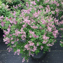 ヒメライラック  ドワーフパープル