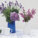 ヒメライラック  ベンダ