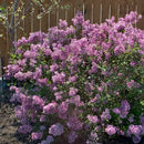 ヒメライラック  ベンダ