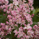 ヒメウツギ  ユキチェリーブロッサム