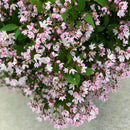 ヒメウツギ  ユキチェリーブロッサム