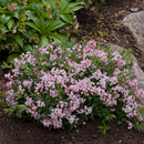 ヒメウツギ  ユキチェリーブロッサム