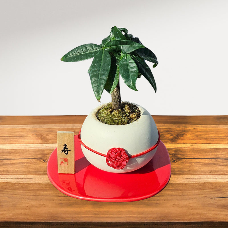 18.福の樹もち（ふくのきもち）