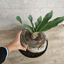 ブーファン　ハエマンソイデス　／　Boophane haemanthoides