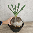 ブーファン　ハエマンソイデス　／　Boophane haemanthoides