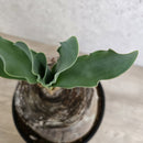 ブーファン　ハエマンソイデス　／　Boophane haemanthoides