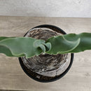 ブーファン　ハエマンソイデス　／　Boophane haemanthoides