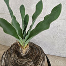 ブーファン　ハエマンソイデス　／　Boophane haemanthoides