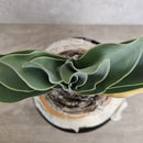 ブーファン　ハエマンソイデス　／　Boophane haemanthoides　