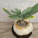 ブーファン　ハエマンソイデス　／　Boophane haemanthoides　