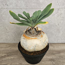 ブーファン　ハエマンソイデス　／　Boophane haemanthoides　