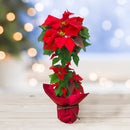 22.ポインセチア「情熱イタリアンレッド」