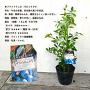 ブルーべリー　ブライトウェル（ラビットアイ）