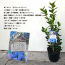 ブルーべリー　ミスティ（サザンハイブッシュ）