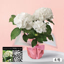 25.黒軸アジサイ「ゼブラ」４号