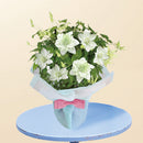 28.クレマチス「白万重」