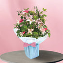 29.クレマチス「エールフクシマ」