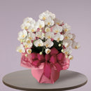 35.御祝用 光触媒 造花コチョウラン「円(まどか）」