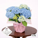 15.アジサイ「星集め」４号