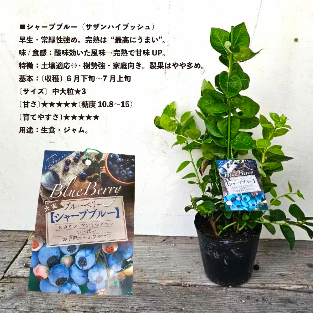 ブルーベリーの木(サザンハイブッシュ系　シャープブルー) シャープブルー【サザンハイブッシュ系】2年生|ガーデンガーデン|花苗