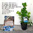 ブルーべリー　シャープブルー（サザンハイブッシュ）