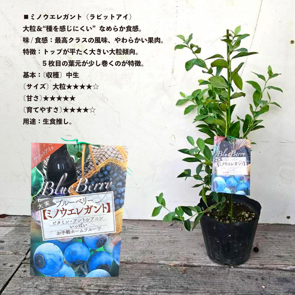 レア種 ブルーベリー ミノウシリーズ ３種コンプリ 各１株 計３株 今季最終 S_7a9ec114-c0e1-499e-ba9c-