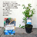 ブルーべリー　ミノウエレガント（ラビットアイ）