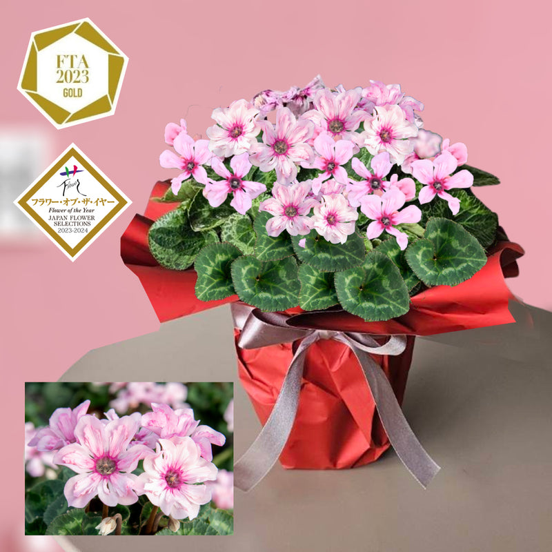 14.特選シクラメン「イリュージア　ピンクラテ」５号