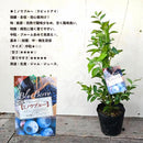 ブルーべリー　ミノウブルー（ラビットアイ）