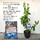 ブルーべリー　ブラッデン（サザンハイブッシュ）