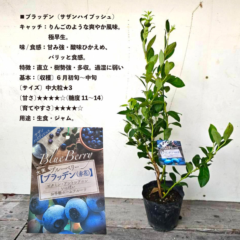 ブルーべリー　ブラッデン（サザンハイブッシュ）