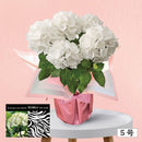 26.黒軸アジサイ「ゼブラ」５号