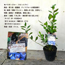 ブルーべリー　パウダーブルー（ラビットアイ）