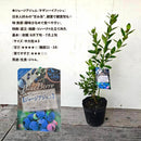 ブルーべリー　ジョージアジェム（サザンハイブッシュ）