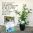 ブルーべリー　フェスティバル（ラビットアイ）