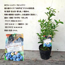 ブルーべリー　ブルーシャワー（ラビットアイ）