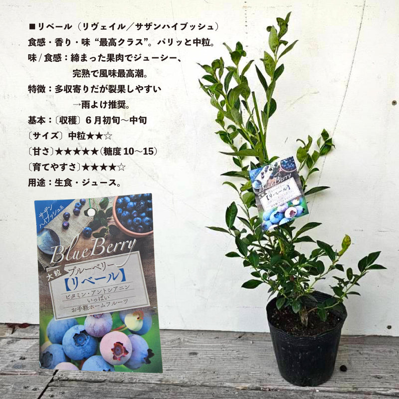 ブルーべリー　リベール（＝リヴェイル／サザンハイブッシュ）