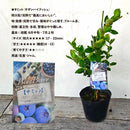 ブルーべリー　サミット（サザンハイブッシュ）