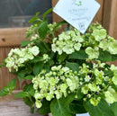 アジサイ ラグランジア シャンデリーニ　ベビー苗