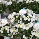 アジサイ ラグランジア ブライダルシャワー ベビー苗