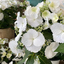 アジサイ ラグランジア ブライダルシャワー ベビー苗