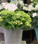 アジサイ ラグランジア シャンデリーニ　ベビー苗