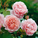 ストロベリーヒル 【イングリッシュローズ】 12月下旬～1月頃発送