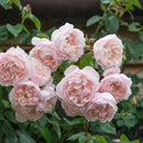 ザ・ジェネラス・ガーデナー 【イングリッシュローズ】 12月下旬～1月頃発送