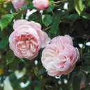 ザ・ジェネラス・ガーデナー 【イングリッシュローズ】 12月下旬～1月頃発送