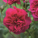 トーマス・エイ・ベケット 【イングリッシュローズ】   12月下旬～1月頃発送