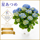 15.アジサイ「星集め」４号 　【そのまま贈れる 税込・送料込プラン】※一部地域のみ追加送料あり