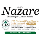 62.胡蝶蘭「Nazare（ナザレ）」数量限定【そのまま贈れる 税込・送料込プラン】※一部地域のみ追加送料あり