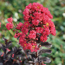 サルスベリ センターステージ ピンク【PW】