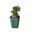 アフリカ キッコウリュウ / Dioscorea elephantipes